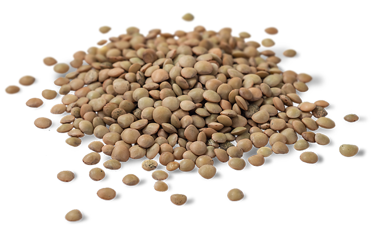 lentejas _4mm lentejas